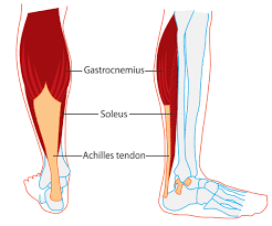 Calf Muscle Anatomy