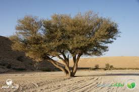 Image result for Acacia gerrardii