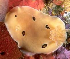 Image result for Selago dinteri