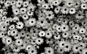 Ziemniaczek Tumblr Black And White Flowers Black And White Background Daisy Wallpaper