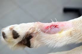 However, the contemporary dog took a different evolutionary path that involved. Dew Claw Removal Recovery Time What To Know About Dewclaw