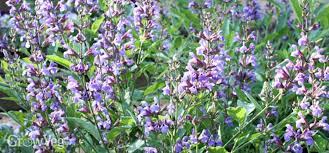I love all things about this amazing herb and the color makes me love it more. Growing Sage For Flavor And Flowers