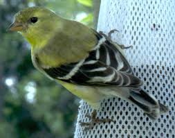 Birds Native To Virginia Northern Virginia Bird Photography Tips Common Mistakes And Easy Solutions Bird Photography Photography Tips Photography