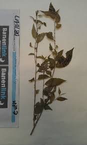 Image result for Erythrococca