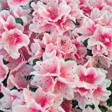 15 Best Choices Of Spring Flowers For Your Garden And Home Decor Moolt In 2021 Beautiful Flowers Photography Beautiful Flowers Pictures Unusual Flowers