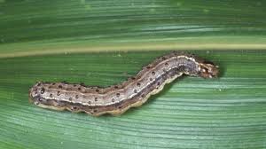 We did not find results for: Biopesticide To Fight Fall Armyworm Threatening Queensland Agriculture The Courier Mail