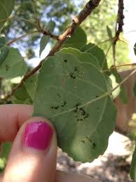 These deciduous trees are of average size ranging in height between 15 to 30 m (49 to 98 feet). Black Stuff On Aspen Trunk And Branches 406102 Ask Extension