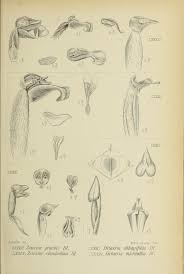 Image result for Zeuxine elongata