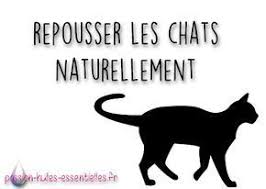 Comment Repousser Les Chats Naturellement Urine De Chat Repulsif Chat Naturel Chat