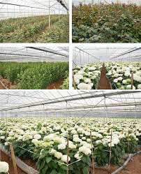 Maybe you would like to learn more about one of these? Wholesale Prices Natural Preserved Flowers Real Black Roses Buy Real Black Roses Preserved Roses Real Preserved Black Roses Product On Alibaba Com