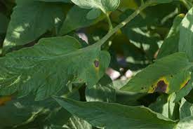 Maybe you would like to learn more about one of these? Datei Early Blight On Tomato Leaves 7871930010 Jpg Wikipedia