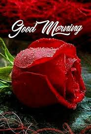 Good Morning Images For Whatsapp In 2020 Good Morning Happy Sunday Good Morning Roses Good Morning Cards