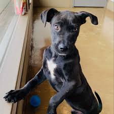 Maybe you would like to learn more about one of these? Happily Ever After Animal Sanctuary Inc é¦é¡µ Facebook