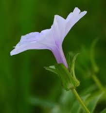 Image result for Ipomoea pes-tigridis