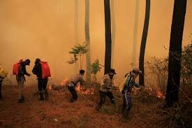 .di daerah desa setianegara , terjadinya kebakaran ini diperkirakan hutan yang terbakar mencapai gunung ciremai 18/09 yang berlokasi di lereng sebelah timur tepatnya di desa setianegara, cilimus. Hutan Gunung Ciremai Terbakar Lagi Kali Ini Lebih Luas