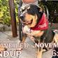 Rottweiler Roundup at Pub Dog Colorado event image