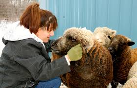 Raising Miniature Sheep In Saskatchewan