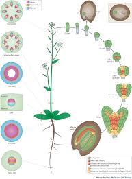 Maybe you would like to learn more about one of these? Plant Vascular Development From Early Specification To Differentiation Nature Reviews Molecular Cell Biology