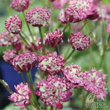 Image result for Rotheca aurantiaca
