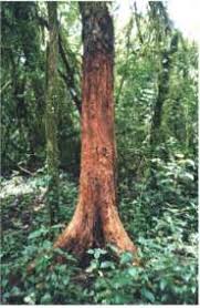 Image result for Poecilostachys oplismenoides