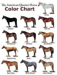 Buckskin black points, mane, and tail. Quarter Horse Color Chart Horse Color Chart American Quarter Horse Quarter Horse