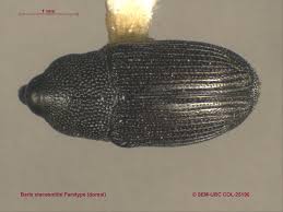 Image result for Burttia prunoides