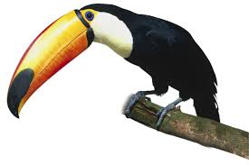 So many different animals live here that by looking at the rainforest, we have a. Rain Forest Layers Animals And Nature Lessons Dk Find Out