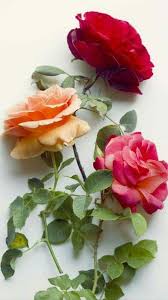 Her Love For Roses Beautiful Flowers Beautiful Roses Rose