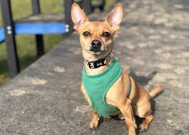 Essex RSPCA: 5 pets who are