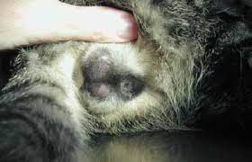 Kastration Des Katers Tierarztpraxis Dr Rogalla Dr Rummel