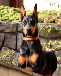 Kopek Dunyasi Adli Kullanicinin Doberman Panosundaki Pin 2020