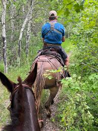Aspens today in Wyoming through the ears of Agnes Leigh.