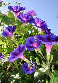 Morning glory flower pictures and meanings at flowerinfo.org. Deep Purple Morning Glory Climbing Plant Photograph By Taiche Acrylic Art