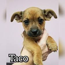 Our beautiful loving pet pixie has giving birth to three beautiful full breed long haired chihuahuas on the 02/02/21 and are now for sale, we have 1 gorgeous tri boy £1,600, 1 beautiful. Pensacola Fl Chihuahua Meet Taco A Pet For Adoption