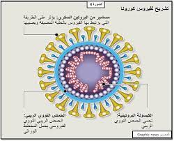 تشريح لفيروس كورونا blog posts blog graphic