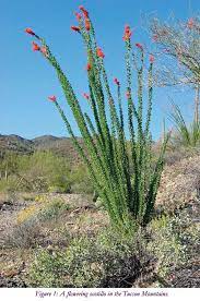 Most cactus species are not desert dwellers, they prefer semiarid thornscrub, savanna, and even tropical forests. The Tucson Cactus And Succulent Society