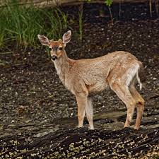 He was named mikey by the liddy bug is the sweetest and most gentle pet. 6 Deer Species That Are Kept As Pets Pethelpful By Fellow Animal Lovers And Experts