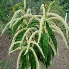 Image result for z p%u0159ednice jedovat 