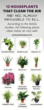 12 Indoor Plants That Purify The Air And Are Hard To Kill In 2020 Plants Inside Plants Houseplants