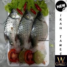 Lalu masukkan ikan tengiri, proses hingga halus. Ikan Tawes Ikan Bader Ikan Putihan Daging Ikan Segar Ikan Beku Shopee Indonesia