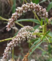 Image result for Persicaria lapathifolia