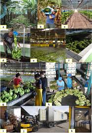 Image result for Synsepalum muelleri