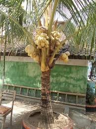 Direktorat jenderal perumahan kementerian pekerjaan umum dan perumahan rakyat #sejutarumah читаю вы читаете @perumahan_pupr. Tips Menanam Pohon Kelapa Gading Di Depan Rumah Bibit Online