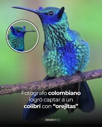 Image result for Expert Electronics ColibriDDC