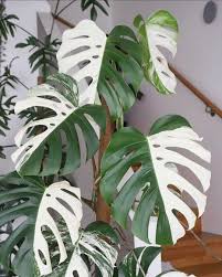 Bloomstar On Instagram Let S All Drool Over This Beautiful Variegated Monstera Photo By Jeanburrasca81 Pretty Plants Plants House Plants