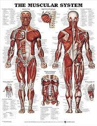 It's made for all type of visual artists mainly focusing on 3d modelling and sculpting. Male Muscular System Poster 66x51cm Anatomical Chart Human Body Anatomy Doctor Ebay