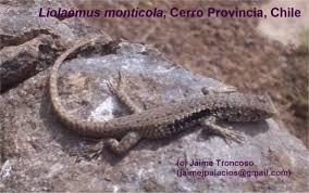 Image result for Elatostema monticola