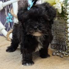 Baby Boy A Black White Male Maltipoo Puppy 634180 Puppyspot