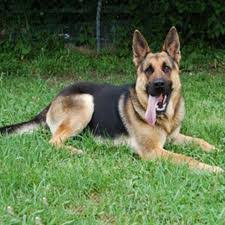 German Shepherd Dog German Shepherd Dog For Sale Dogs For Sale Dogs For Sale In Pakistan Pets Animals For Sale