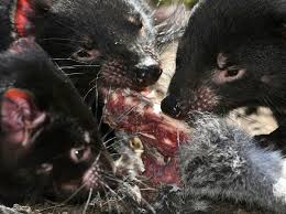 In retaliation, humans started to hunt them to protect their livestock and for the little devils' furs. Tasmanian Devils Prove Quick Adaptors In Bid For Survival